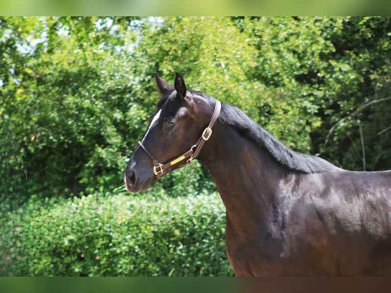 Oldenburg Mare 4 years 15,3 hh Black in Roßdorf