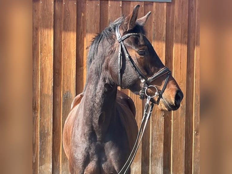 Oldenburg Mare 4 years 15,3 hh Brown in Drackenstein
