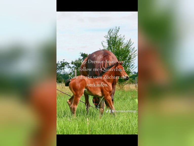 Oldenburg Mare 4 years 15,3 hh Brown in Kronberg im Taunus