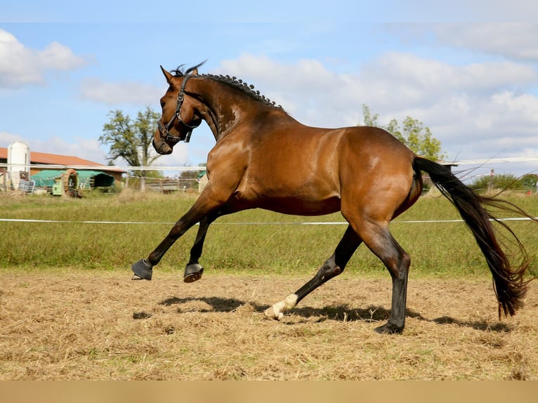 Oldenburg Mare 4 years 15,3 hh Brown in Kronberg im Taunus
