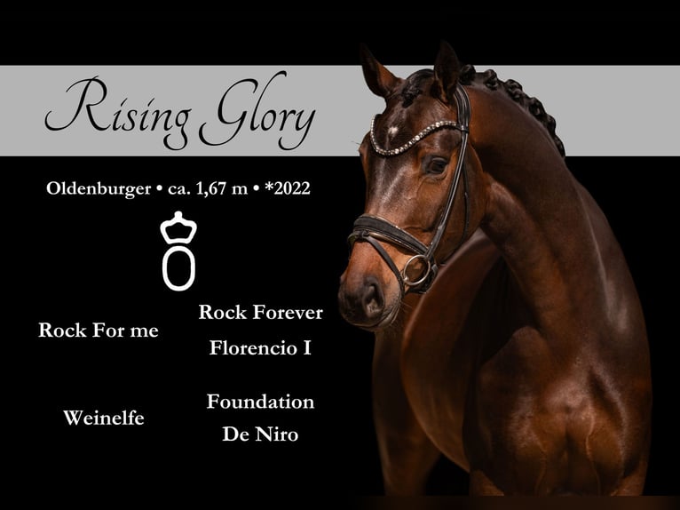 Oldenburg Mare 4 years 16.1 hh Bay-Dark in Wehringen