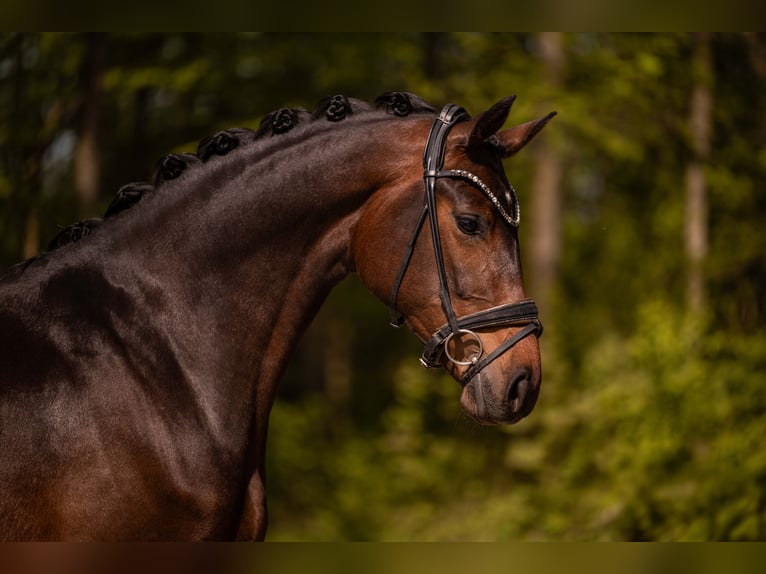 Oldenburg Mare 4 years 16.1 hh Bay-Dark in Wehringen