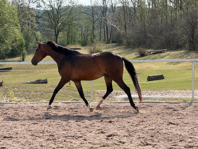 Oldenburg Mare 4 years 16.1 hh Bay-Dark in Kleinfurra