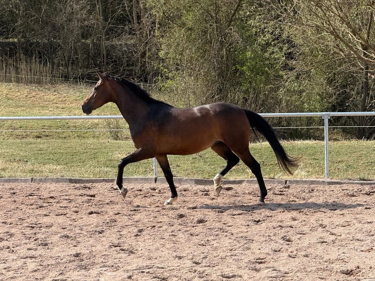 Oldenburg Mare 4 years 16.1 hh Bay-Dark in Kleinfurra