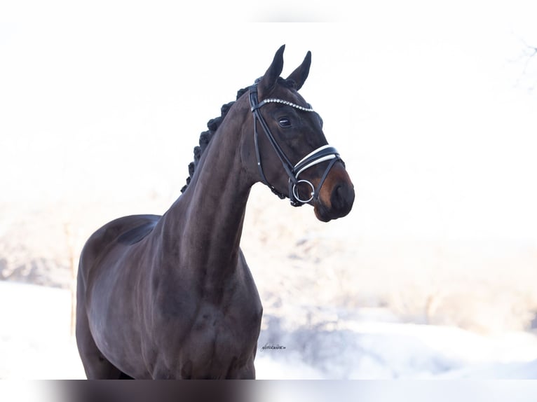 Oldenburg Mare 4 years 16,1 hh Bay-Dark in Lehrberg