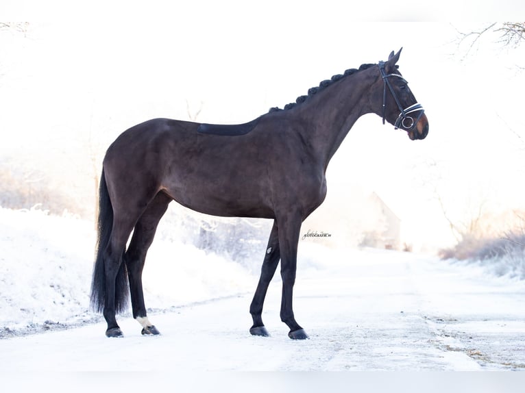 Oldenburg Mare 4 years 16,1 hh Bay-Dark in Lehrberg