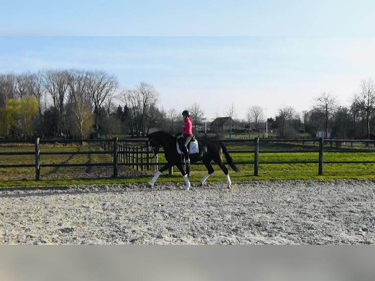 Oldenburg Mare 4 years 16,1 hh Bay-Dark in M&#xF6;nchengladbach