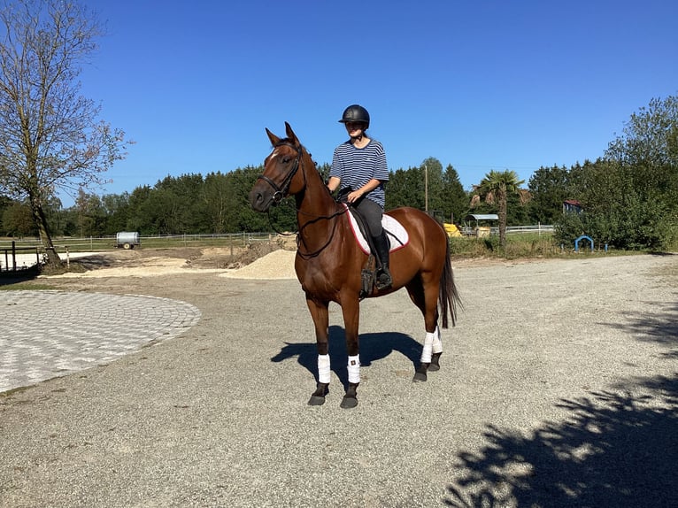 Oldenburg Mare 4 years 16,1 hh Bay-Dark in Montreux-Jeune