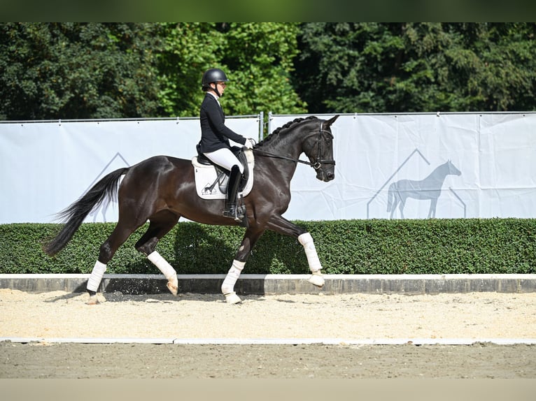Oldenburg Mare 4 years 16.1 hh Black in Bad Bevensen