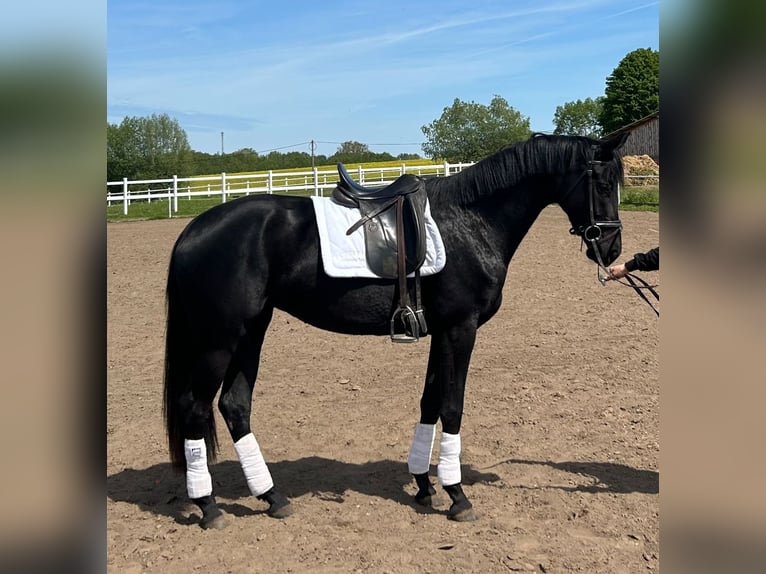 Oldenburg Mare 4 years 16,1 hh Black in Stove