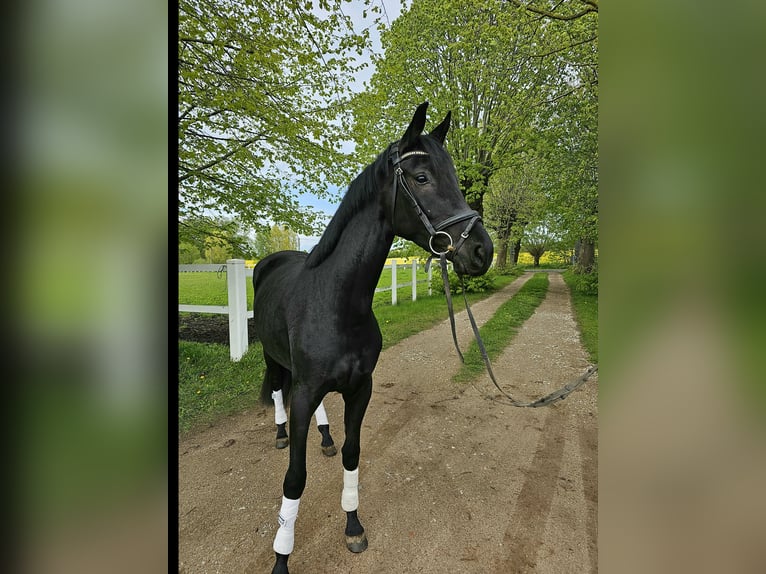 Oldenburg Mare 4 years 16,1 hh Black in Stove