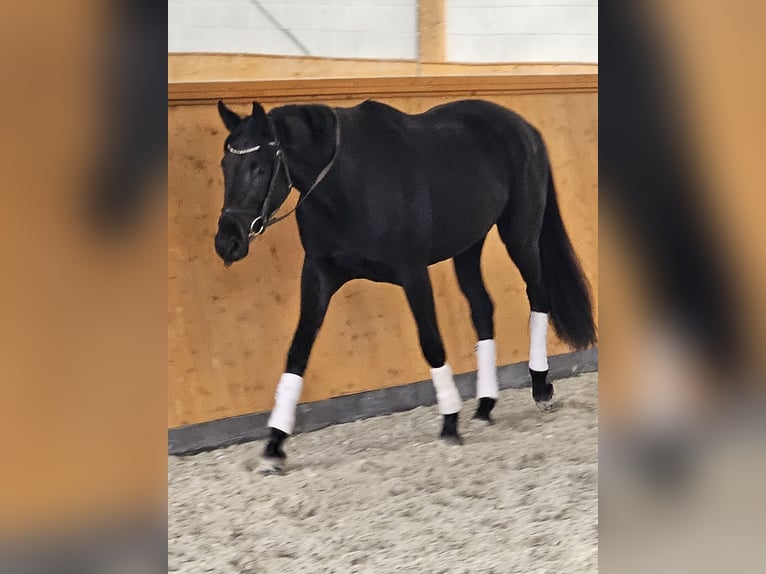 Oldenburg Mare 4 years 16,1 hh Black in Stove