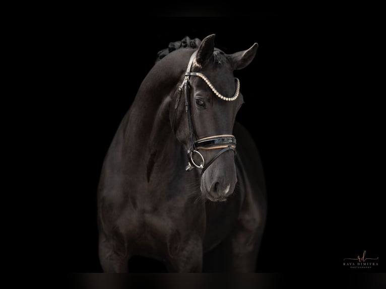 Oldenburg Mare 4 years 16,1 hh Black in Wehringen