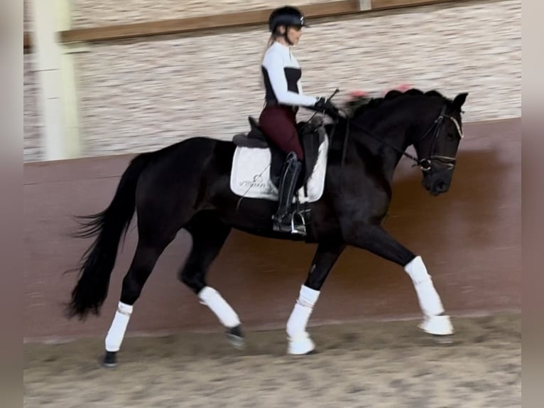 Oldenburg Mare 4 years 16,1 hh Black in Wehringen