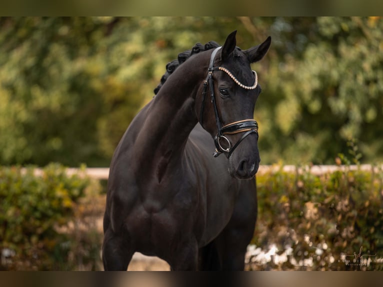 Oldenburg Mare 4 years 16,1 hh Black in Wehringen