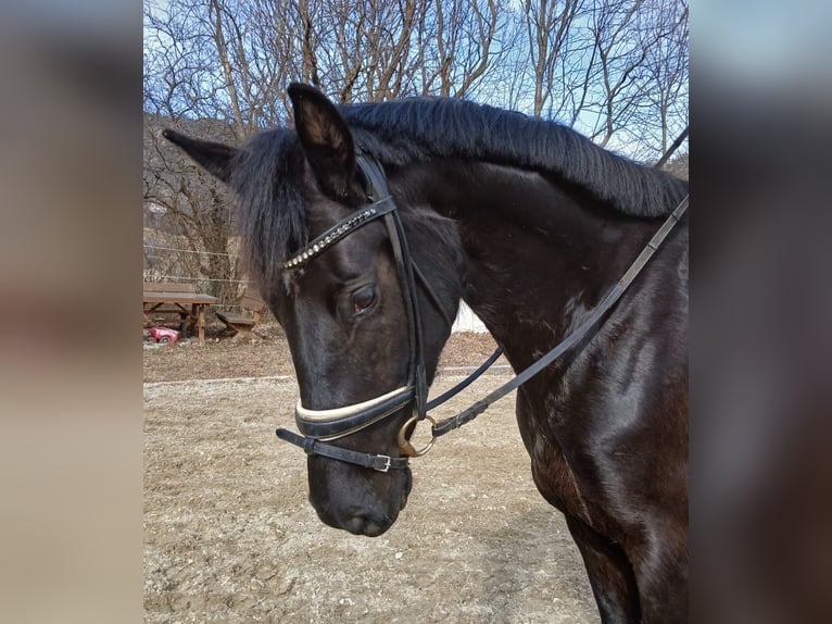 Oldenburg Mare 4 years 16,1 hh Black in Schottwien