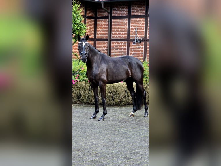 Oldenburg Mare 4 years 16.1 hh Black in Warendorf
