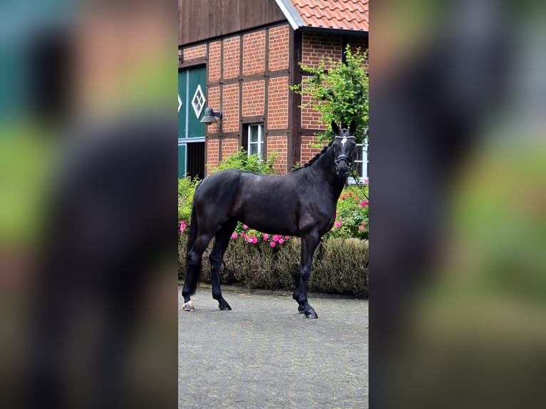 Oldenburg Mare 4 years 16.1 hh Black in Warendorf