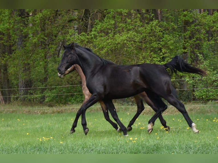 Oldenburg Mare 4 years 16.1 hh Black in Ludwigslust