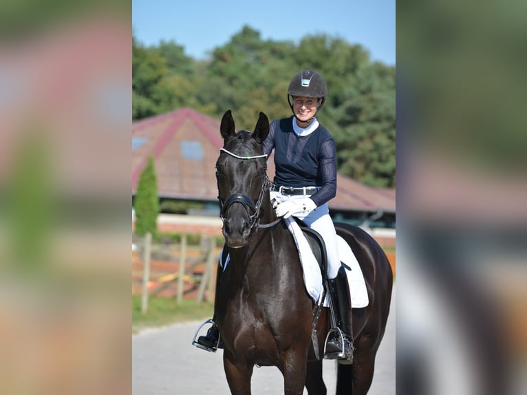 Oldenburg Mare 4 years 16,1 hh Black in Vechta