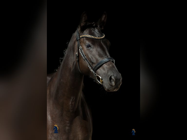Oldenburg Mare 4 years 16.1 hh Black in Karlsfeld