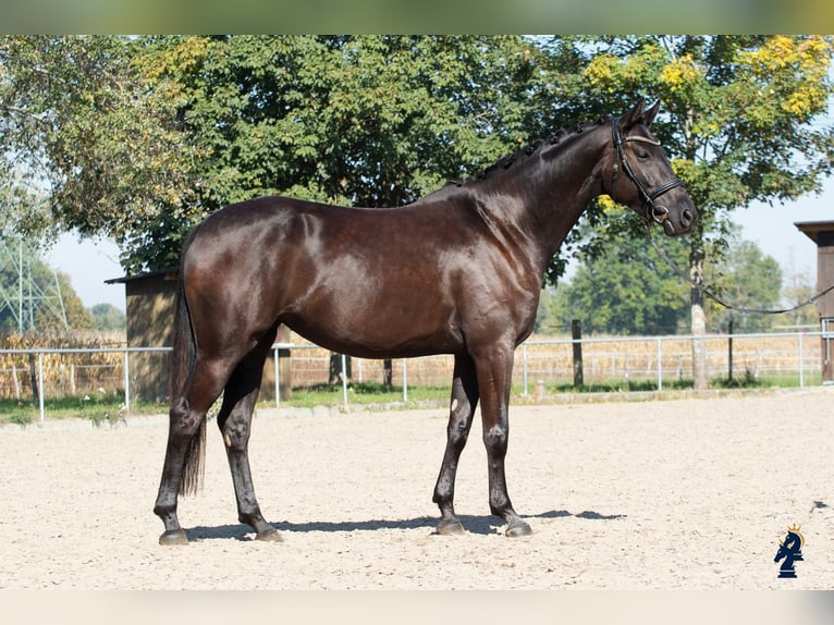 Oldenburg Mare 4 years 16.1 hh Black in Karlsfeld