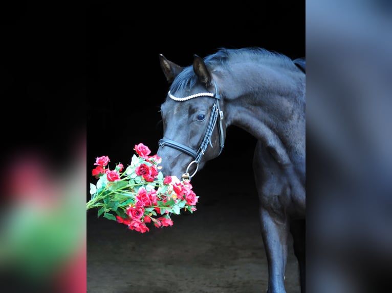 Oldenburg Mare 4 years 16.1 hh Black in Emmerthal-Hämelschenburg