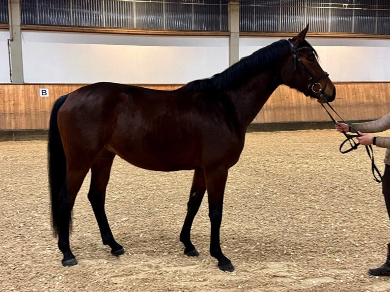 Oldenburg Mare 4 years 16,1 hh Brown in Rottenburg an der Laaber