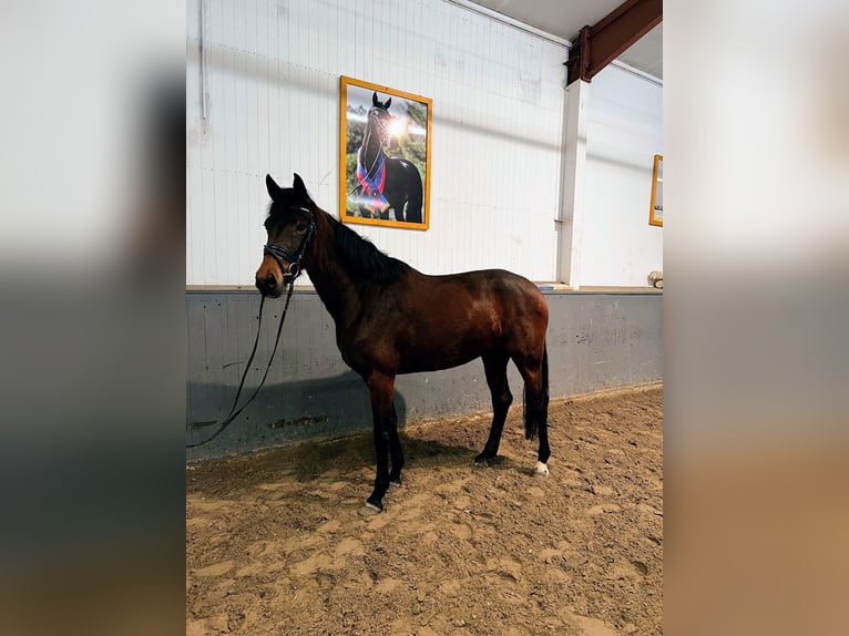 Oldenburg Mare 4 years 16.1 hh Brown in Essen (Oldenburg)