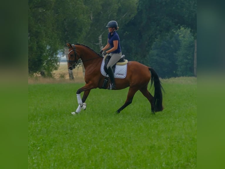 Oldenburg Mare 4 years 16,1 hh Brown in Valluhn