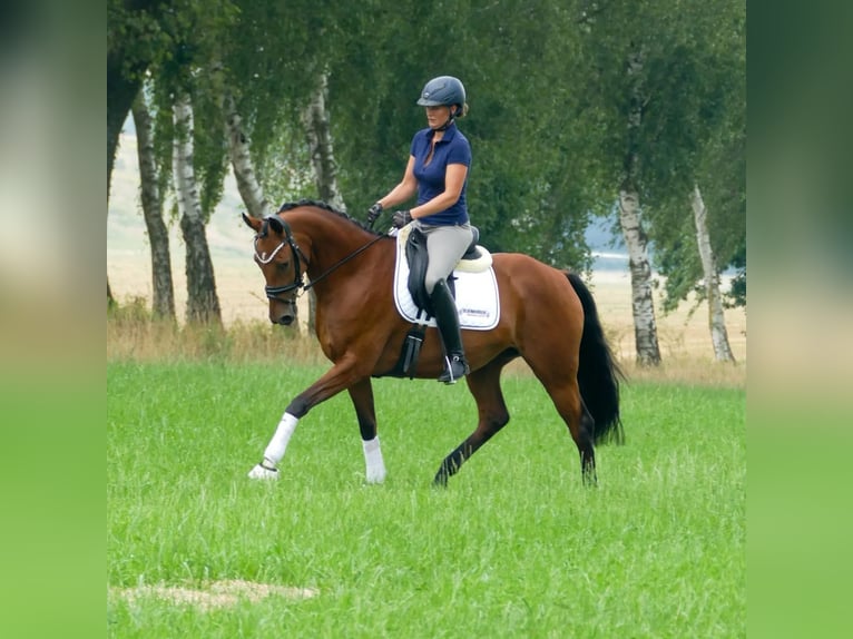 Oldenburg Mare 4 years 16,1 hh Brown in Valluhn