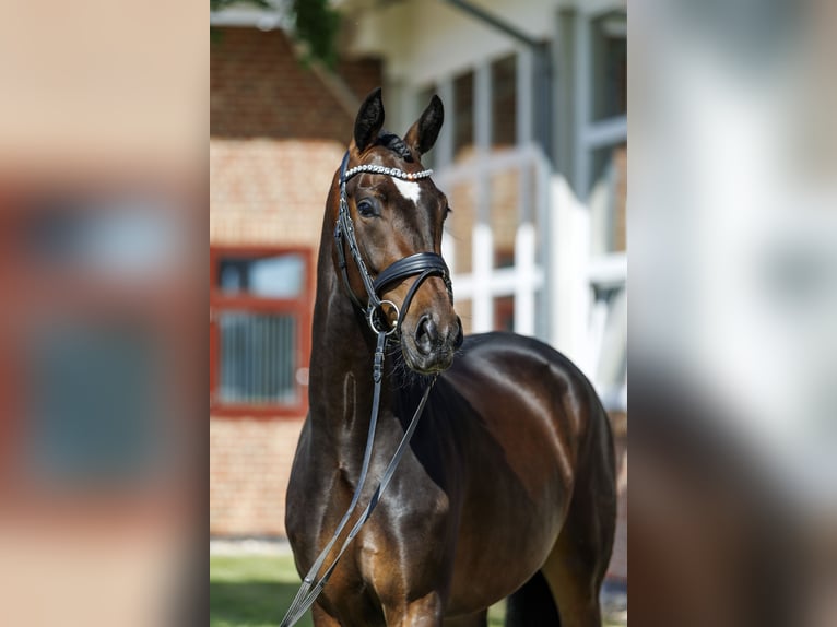 Oldenburg Mare 4 years 16.1 hh Brown in Brodersdorf