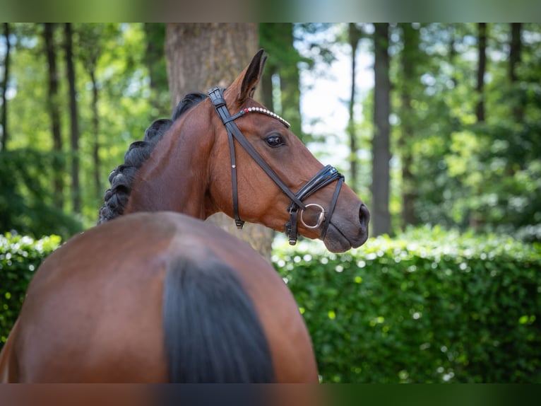 Oldenburg Mare 4 years 16.1 hh Brown in Essen (Oldenburg)