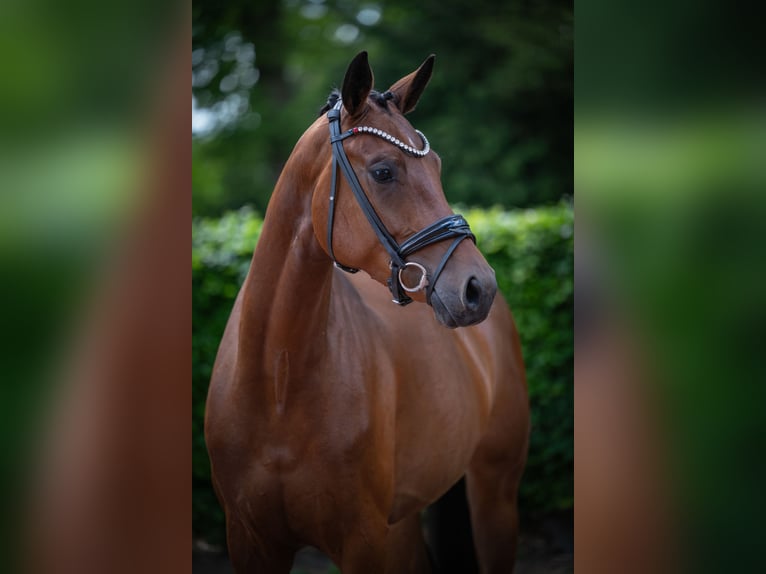 Oldenburg Mare 4 years 16.1 hh Brown in Essen (Oldenburg)