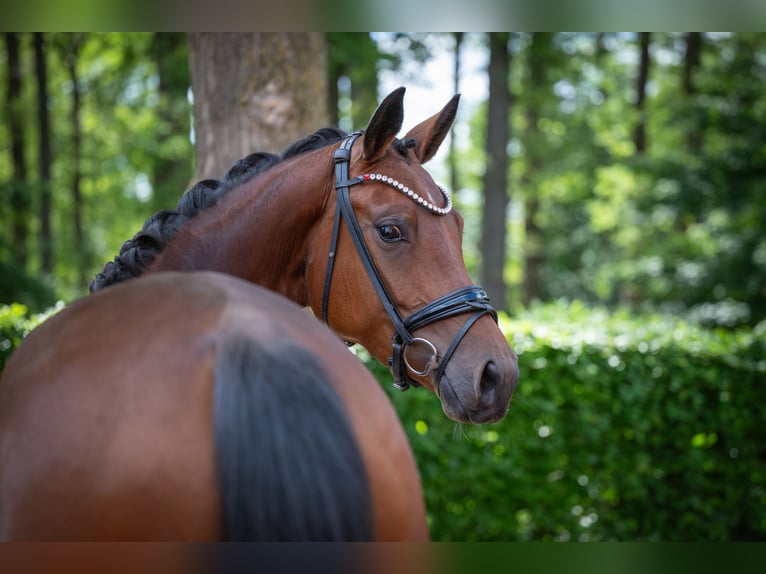 Oldenburg Mare 4 years 16.1 hh Brown in Essen (Oldenburg)
