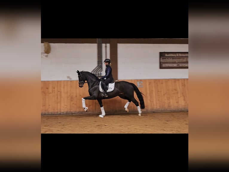 Oldenburg Mare 4 years 16,1 hh Brown in Röttingen