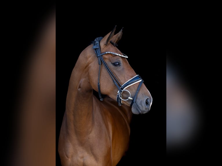 Oldenburg Mare 4 years 16.1 hh Brown in Rosenheim