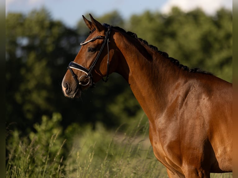 Oldenburg Mare 4 years 16.1 hh Brown in Rosenheim