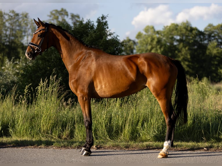 Oldenburg Mare 4 years 16.1 hh Brown in Rosenheim