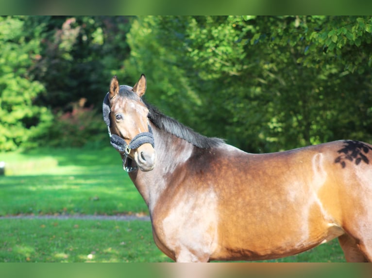 Oldenburg Mare 4 years 16,1 hh Brown in Darmstadt