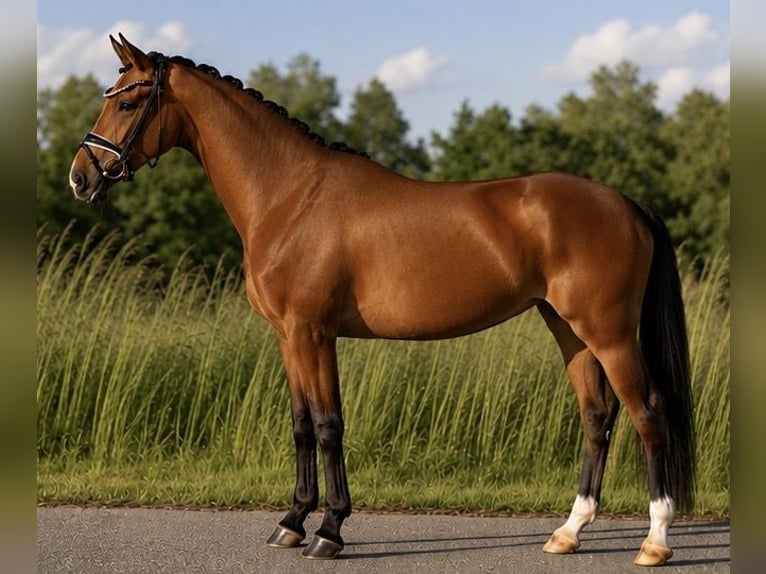 Oldenburg Mare 4 years 16.1 hh Brown in Rosenheim