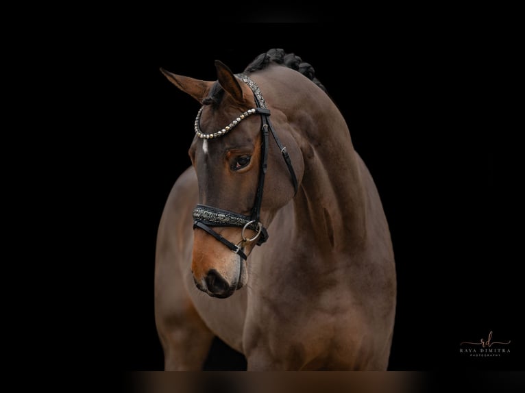 Oldenburg Mare 4 years 16,1 hh Brown-Light in Wehringen