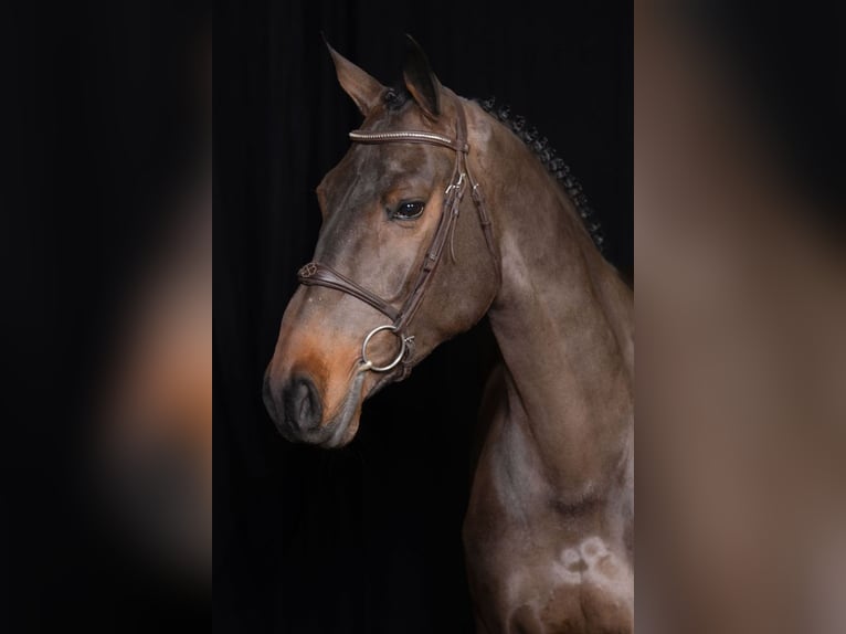 Oldenburg Mare 4 years 16,1 hh Brown in Bladel