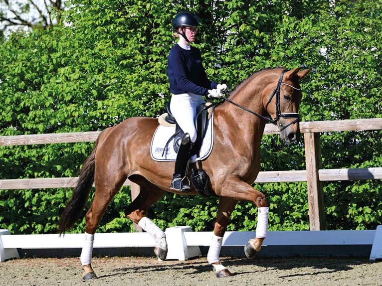 Oldenburg Mare 4 years 16.1 hh Chestnut-Red in Essen (Oldenburg)