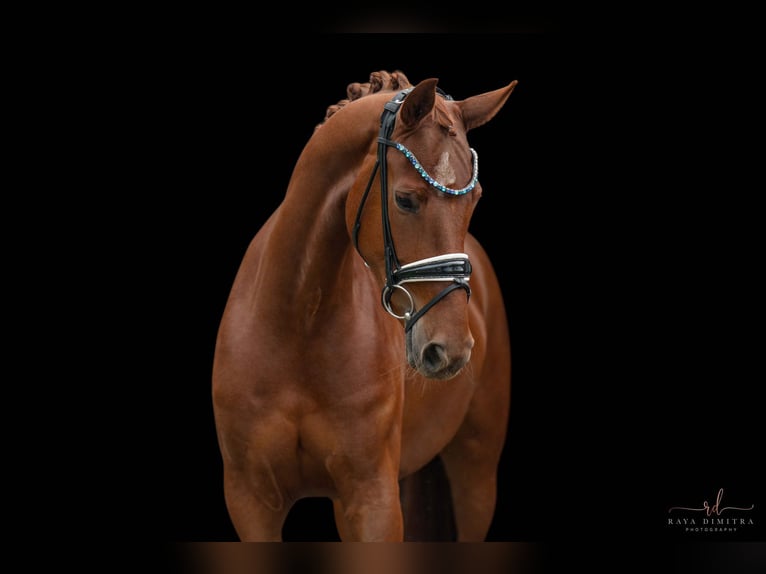 Oldenburg Mare 4 years 16,1 hh Chestnut-Red in Wehringen