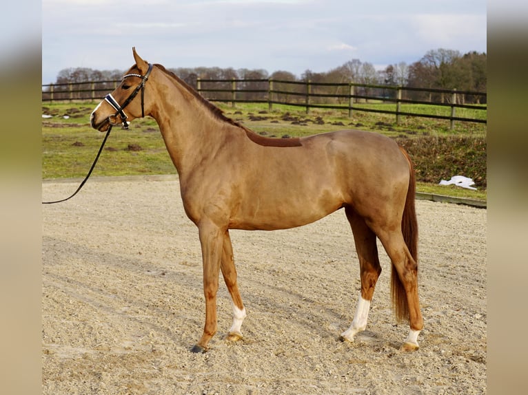 Oldenburg Mare 4 years 16.1 hh Chestnut-Red in Diepholz