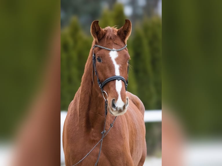 Oldenburg Mare 4 years 16,1 hh Chestnut-Red in Kolkwitz