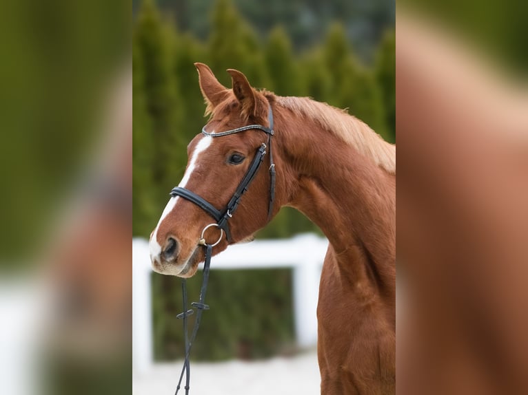 Oldenburg Mare 4 years 16,1 hh Chestnut-Red in Kolkwitz