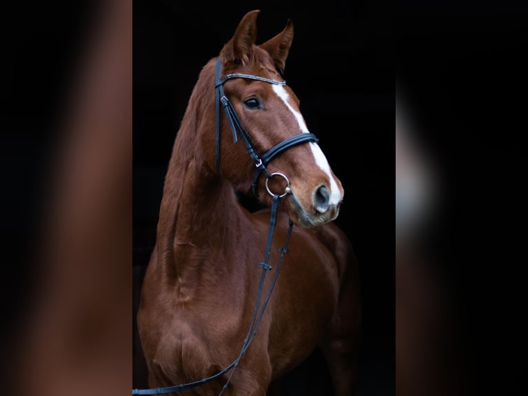 Oldenburg Mare 4 years 16,1 hh Chestnut-Red in Kolkwitz