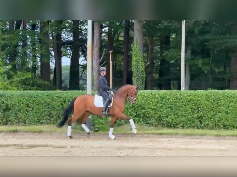 Oldenburg Mare 4 years 16.1 hh  in Mönchengladbach